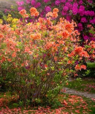 azalea