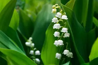 Hvid plante