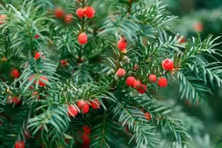 Taks, giftig plante