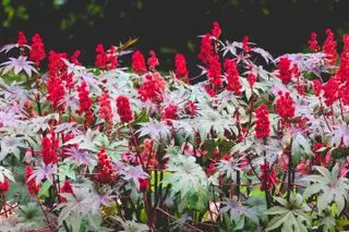 Ricinusolieplante, giftig plante