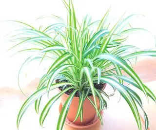 Imagem de uma planta aranha