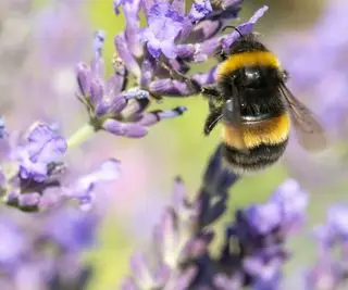 Primer plano de flor de lavanda con una abeja polinizando la flor