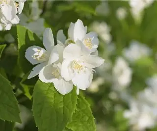 Arbusto de naranja simulado