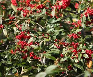 cotoneaster