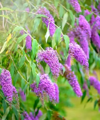 flores moradas de buddleja