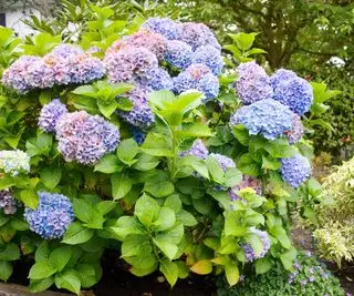 hortensias