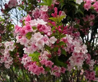 floración weigela
