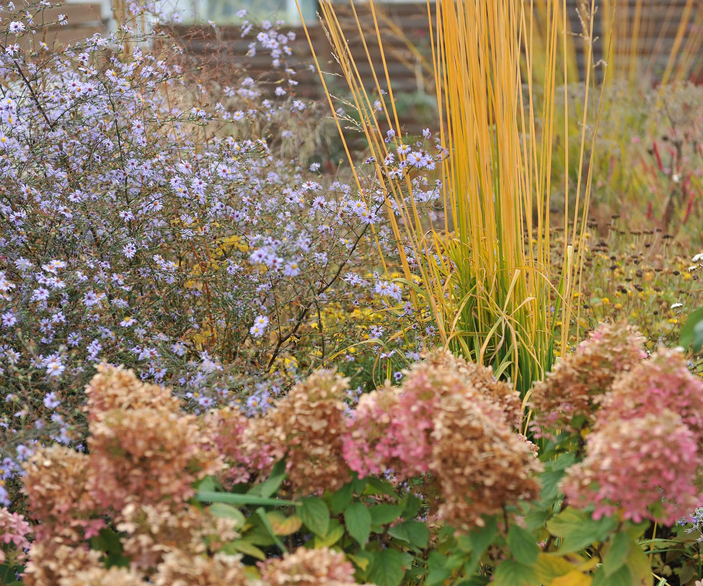 Hydrangea Aster a okrasná tráva v jesennom kvetinách' loading='lazy' title=