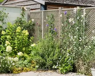 Un esempio di recinzione da giardino su cui crescono grandi ortensie e piante rampicanti.