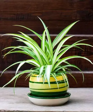 ¿Por qué se está muriendo mi planta araña? Los expertos revelan las causas comunes y las soluciones.