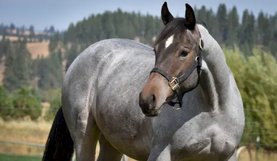 Quarto de Milha Roan, Cavalo, Animais Terrestres, Mamíferos, Mensagens e Totens de Animais, Simbolismo do Cavalo Quarto de Milha, Totem do Cavalo Quarto de Milha, Significado do Cavalo Quarto de Milha, Sonho do Quarto de Milha