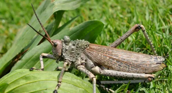Totem de gafanhoto Milkweed, sonhos e mensagens