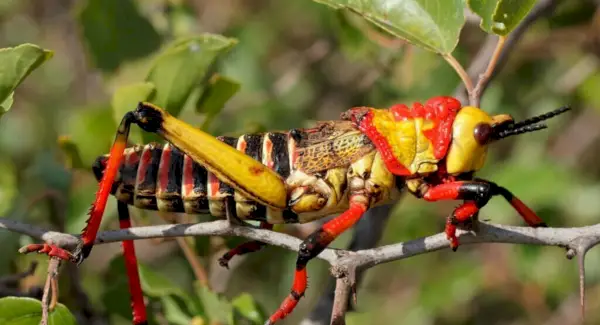 Simbolismo, sonhos e mensagens dos gafanhotos