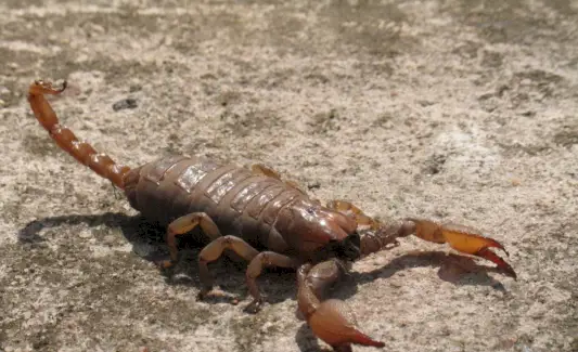 Simbolismo do Escorpião, Significado do Escorpião, Totem do Escorpião, Sonho do Escorpião e Mensagens