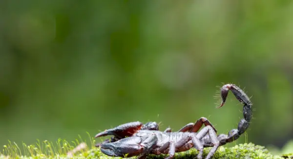 Simbolismo do Escorpião, Significado do Escorpião, Totem do Escorpião, Sonho do Escorpião e Mensagens