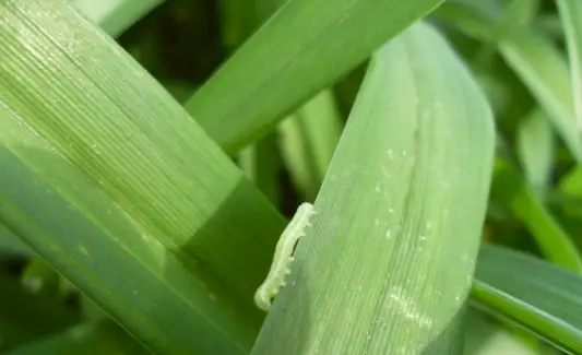 Symbolika Inchworm, význam Inchworm, Inchworm Totem, Inchworm Dream a zprávy