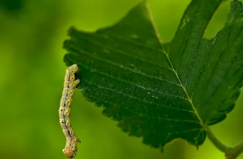 Symbolika Inchworm, význam Inchworm, Inchworm Totem, Inchworm Dream a zprávy