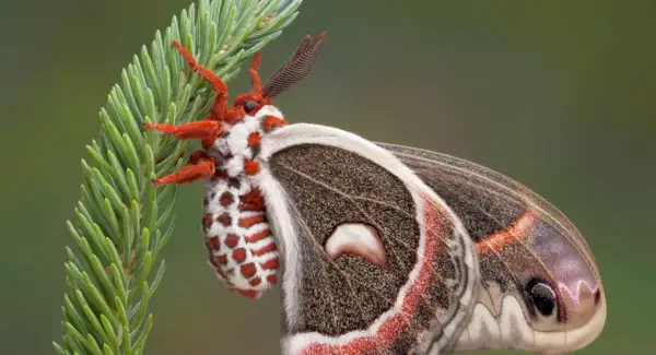 Totem da Mariposa, Sonhos e Mensagens