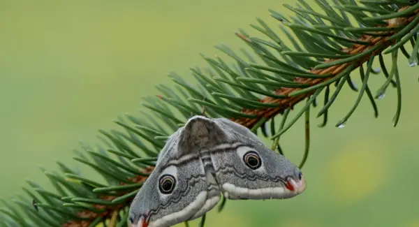 Significado da mariposa