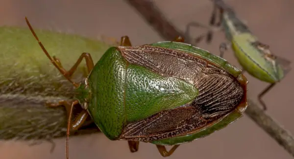 Význam Stink Bug, sny a správy
