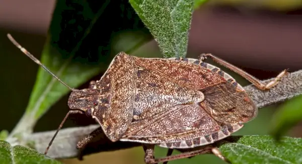 Symbolika smradľavého hmyzu