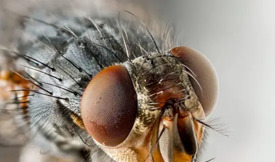 Mosca doméstica comum, inseto, inseto, simbolismo de mosca, significado de mosca, totem de mosca, sonho de mosca e mensagens