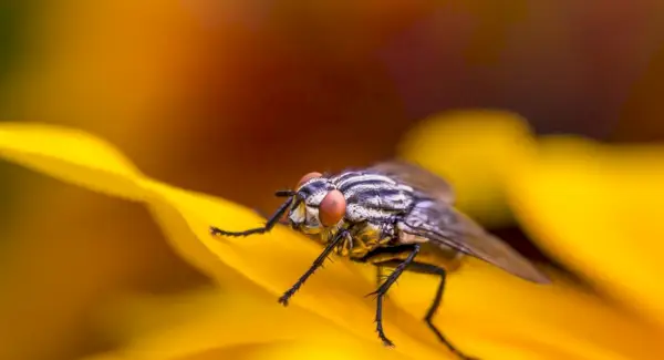 Mosca doméstica, inseto, inseto, simbolismo da mosca, significado da mosca, totem da mosca, sonho da mosca e mensagens