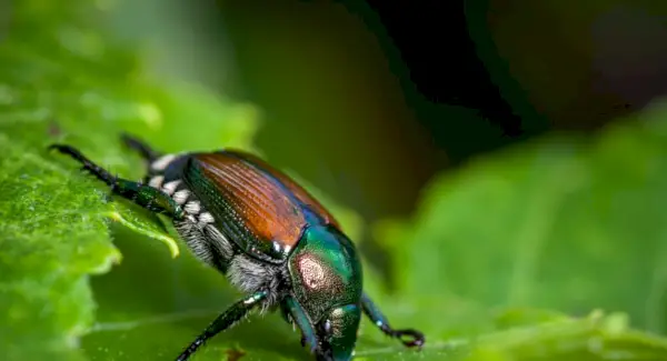 Simbolismo do besouro japonês, significado do besouro, totem do besouro, sonho do besouro e mensagens