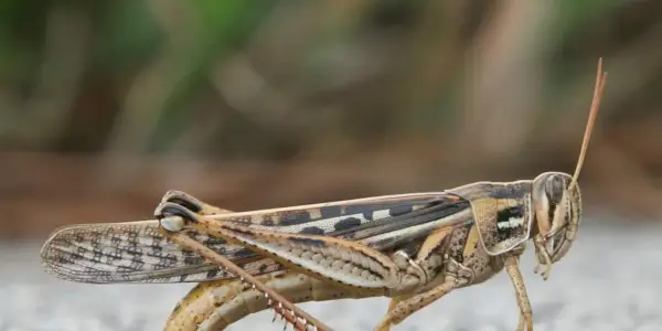 Symbolika kobylky amerického, význam kobylky, totem kobylky, sen kobylky a zprávy