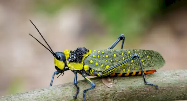 Symbolika kobylky, význam kobylky, totem kobylky, sen kobylky a zprávy