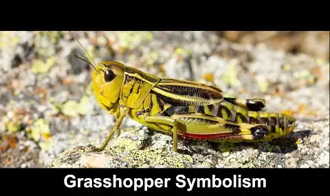 Přehrávač YouTube