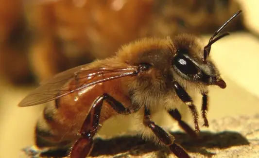 Pszczoła, Wiadomości i totemy duchowych zwierząt, Symbolika pszczół, Znaczenie pszczół, Totem pszczół, Sen pszczół, Wiadomości