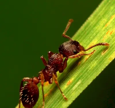 Fourmi, Messages Animaux, Totems, Esprits, Symbolisme Des Fourmis, Signification Des Fourmis, Rêve De Fourmi, Totem De Fourmi