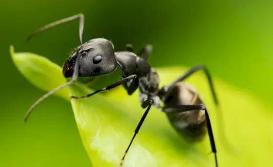 Fourmi, Messages Animaux, Totems, Esprits, Symbolisme Des Fourmis, Signification Des Fourmis, Rêve De Fourmi, Totem De Fourmi