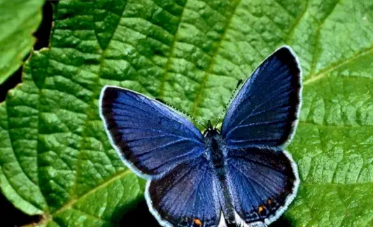 Borboleta, Insetos, Insetos, Mensagens e Totens de Animais, Simbolismo da Borboleta, Significado da Borboleta, Totem de Borboleta, Sonho de Borboleta, Mensagens