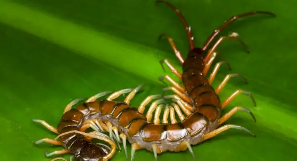 Stonožkový totem, sny a zprávy