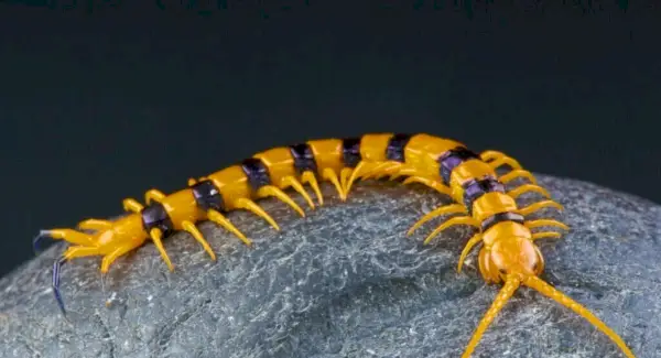 Symbolika, sny a poselství obrovské tygří stonožky