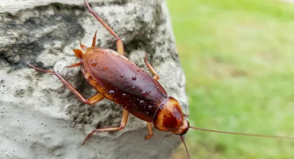Simbolismo, sonhos e mensagens da barata