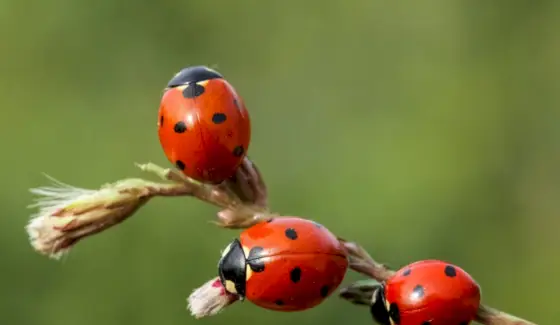 Simbolismo de joaninha, significado, totem, sonho