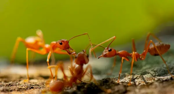 Simbolismo, sonhos e mensagens da formiga de fogo