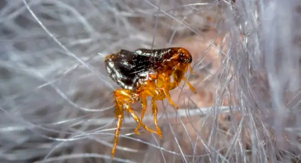 Bleší totem, sny a zprávy