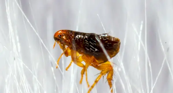 Bleší symbolika, sny a poselství