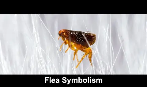 Přehrávač YouTube