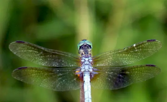 Libélula, Inseto, Significado da Libélula, Simbolismo da Libélula, Totem da Libélula, Sonho da Libélula