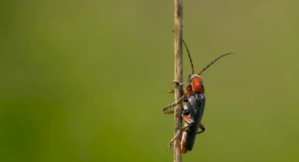Totem luciole, rêves et messages