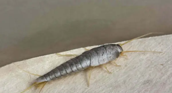 Simbolismo, Totem, Sonhos e Mensagens do Silverfish