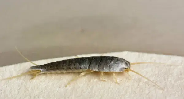 Totem Silverfish, Sonhos e Mensagens