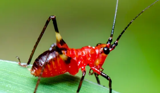 Cricket, insectes, insectes, messages et totems d'animaux, symbolisme du cricket, signification du cricket, totem de cricket, rêve de cricket et messages