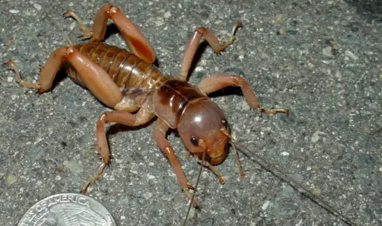 Cricket de Jérusalem en acajou, insectes, insectes, messages et totems d'animaux, symbolisme du cricket, signification du cricket, totem de cricket, rêve de cricket et messages