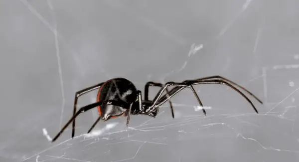 Symbolisme de l'araignée